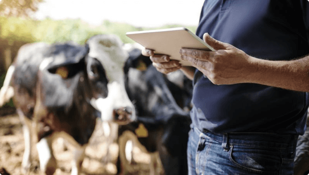 DEPI/EcoDev - Dairy Pasture Consumption Calculator Web App